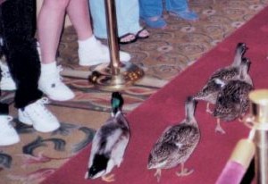 Ducks walking along the red carpet at the Peabody Hotel